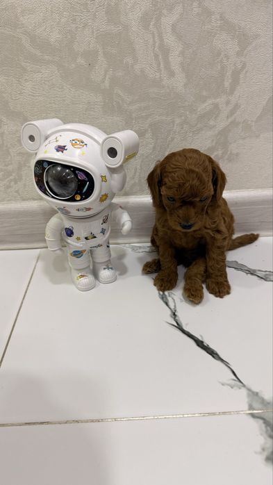 Продаю щенят пудель Той