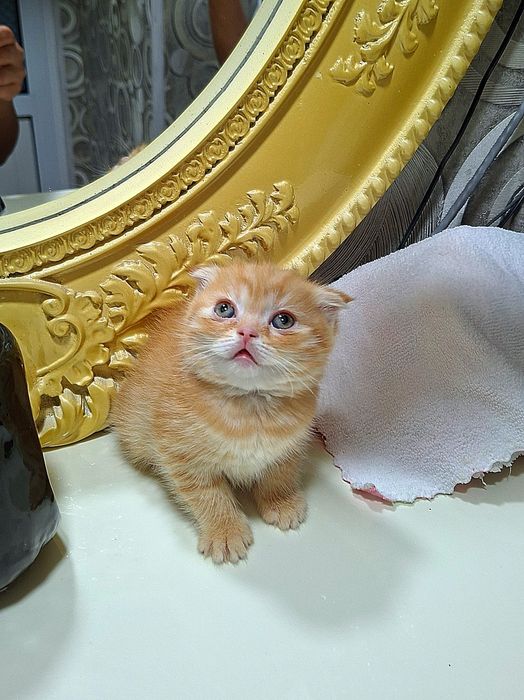 Вислоухие вислоухая Котята кошки шотландски(е)(й) котёнок шотландская