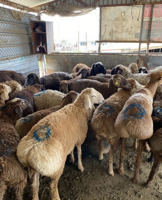 Кой сатамын токты семіз қазақйы тұсақ