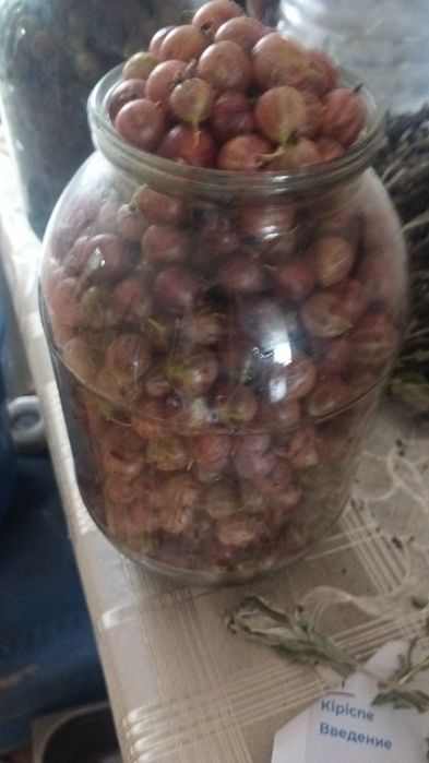 Крыжовник продам