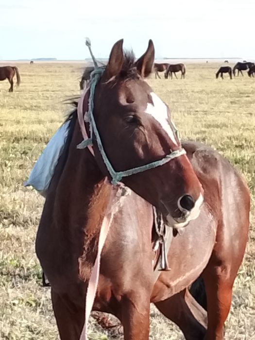 Продам лошадь молодую