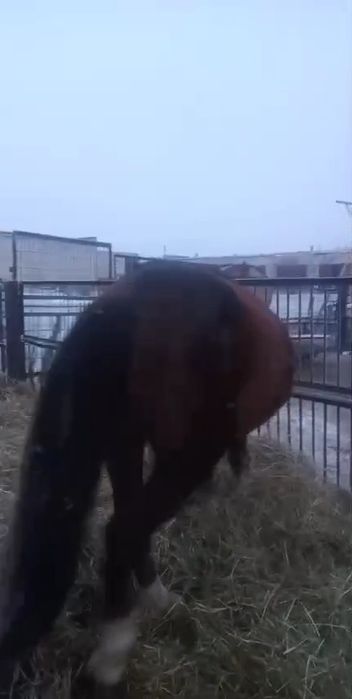 Продаётся жеребец,айғыр, жылқы