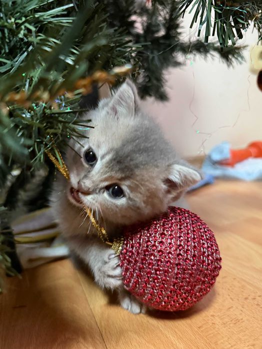 котета британски късокосмести сребърни чинчили за коледен подарък