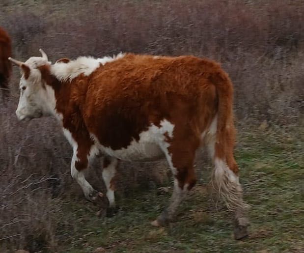 Мал сатылады. 4 бас мал