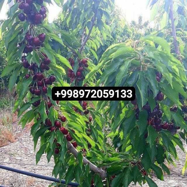 Мевалик кучатлар