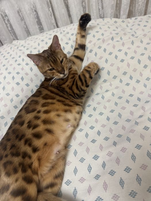 Бенгальская кошка