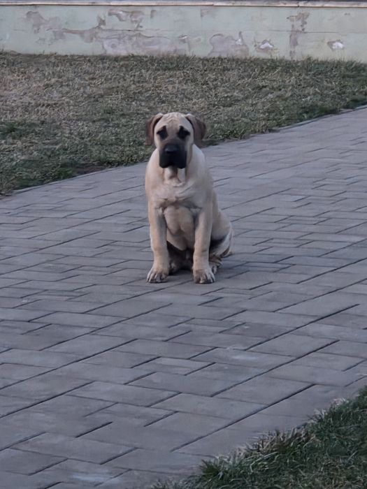 Presa Canario. Pedigree FCI. Părinți Campioni!