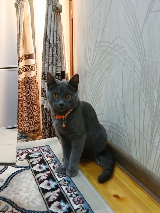 Вязкага skottish strayt (toza qon)