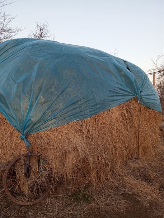 Beda sotiladi, mol ovqati