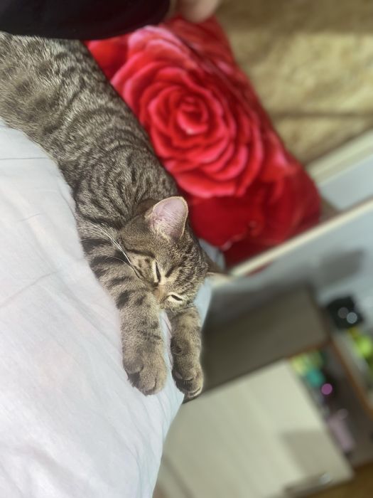 Sotilad Scotish strayt.