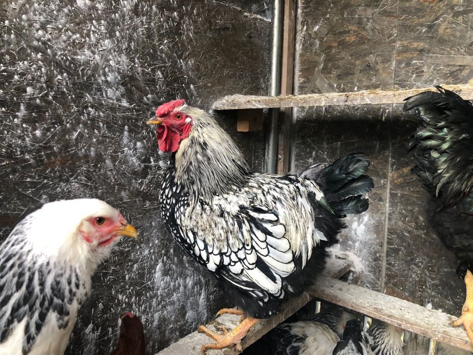 Gaini wiandotte si rase foarte mari si oua de incubat