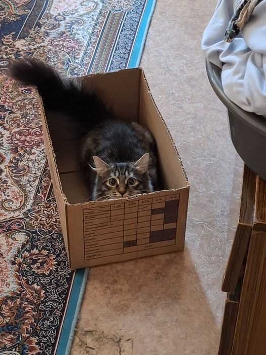Котик,3 месяца примерно