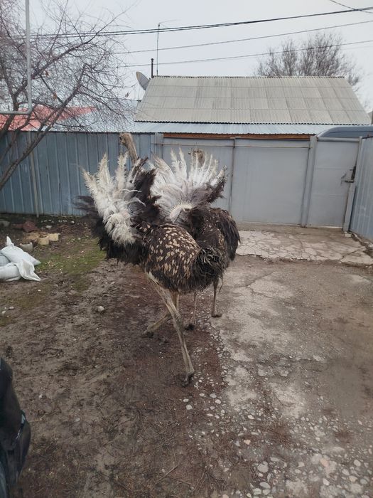 Страусы африканские можно обмен