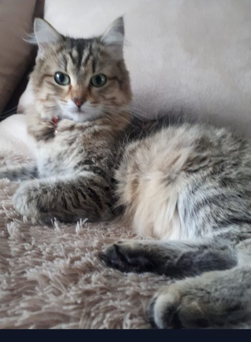 Кошка Сибирская с документами