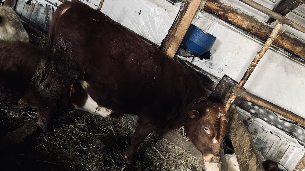 Прожам 2 бычка годовалых