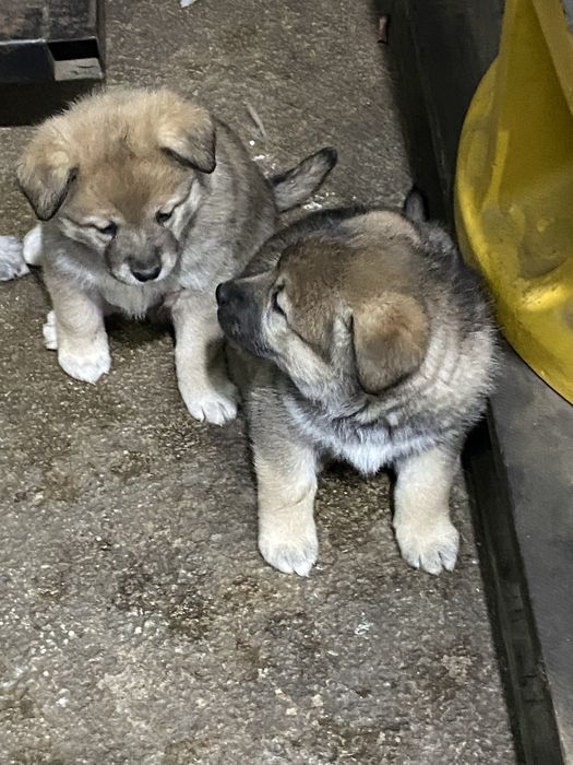 Щенки, больше месяца. Находятся в Астане, р-н Лесозавода