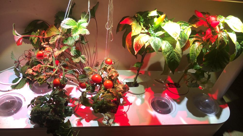 Click and grow smart garden