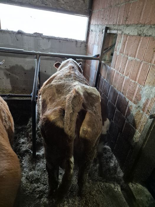 Vând vaci cu vitei.