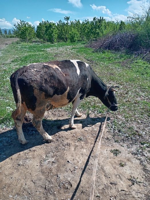 Карова не дорого