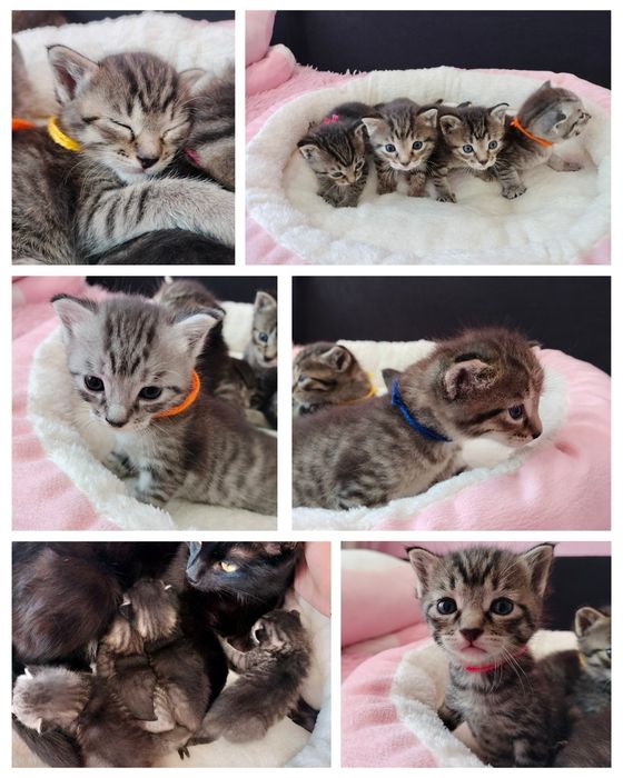 Котятки ищут добрые ручки