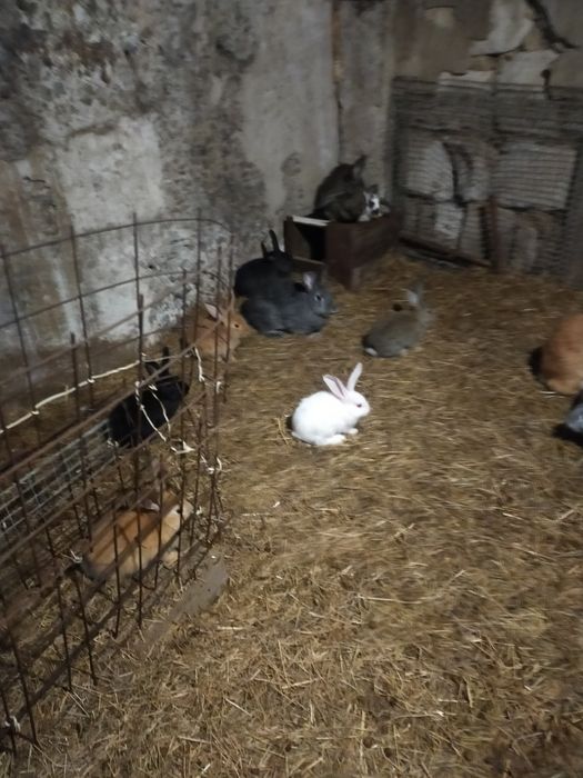 Продам кроликов на развод