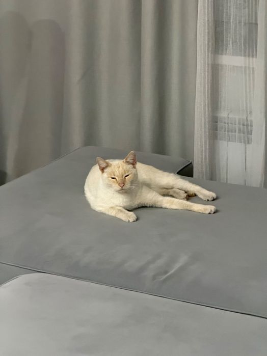 Отдам кота в добрые руки