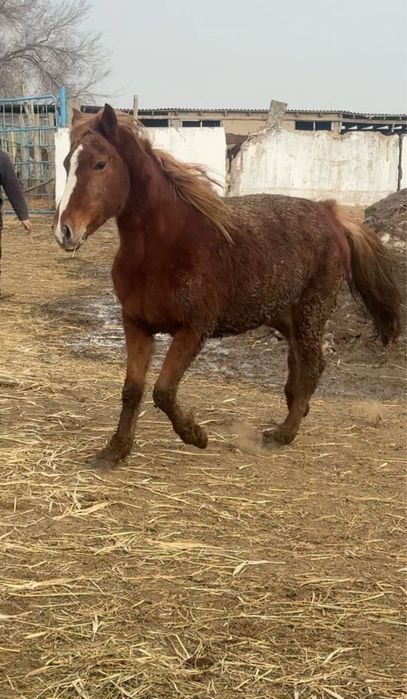 Байтал сатылады семиз