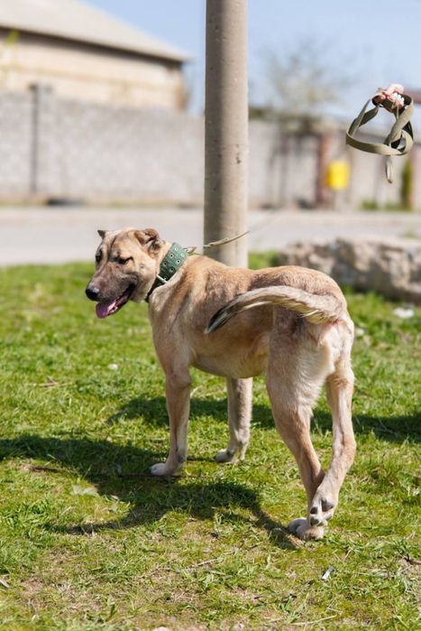 Мила ищет семью. Очень классная. Добрая. Собака.