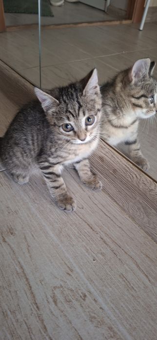 Котёнок мальчик красивый добрый