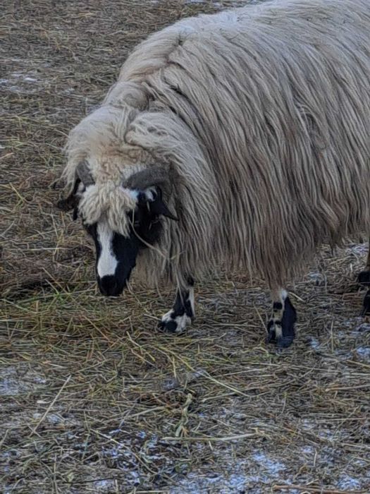 Vând oi breze tinere