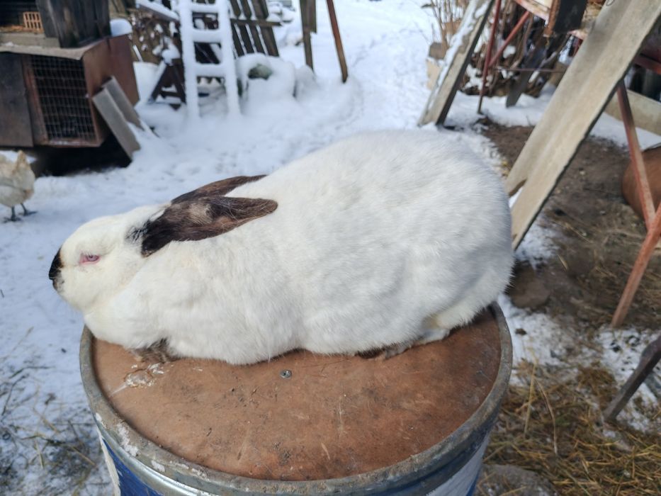 Femela uriaș de Transilvania