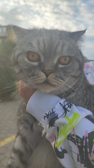 Отдам в добрые руки котика