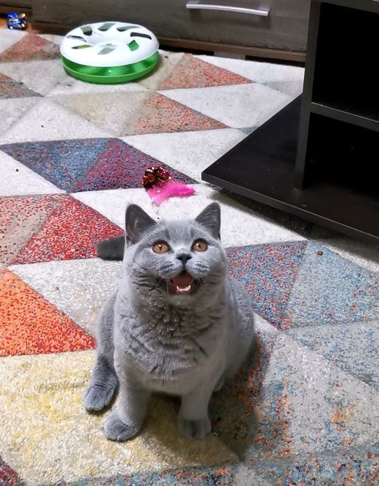 British shorthair cu pedigree