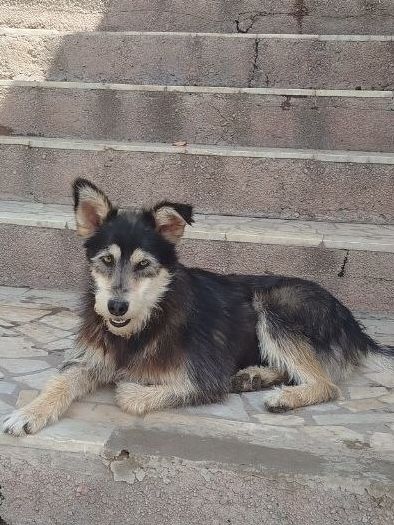 Пристраивается собака мальчик
