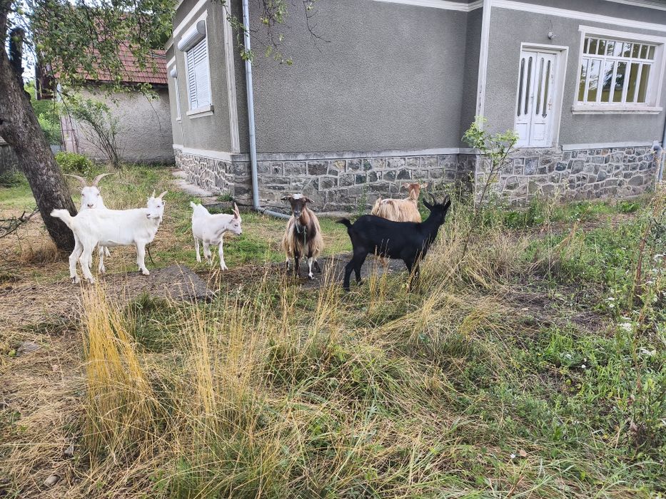 Capre de lapte și ieduti