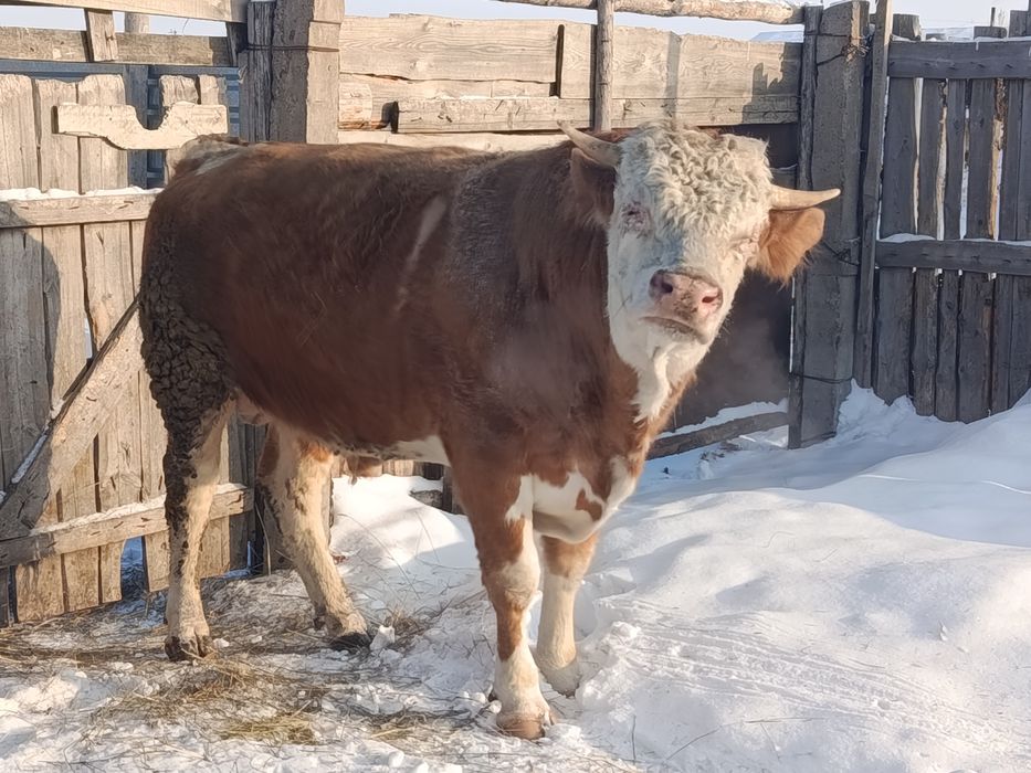 Продам племенного быка симментала.