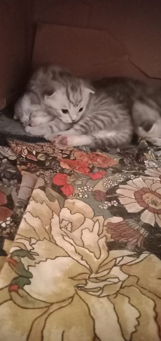 Котята шотландцы