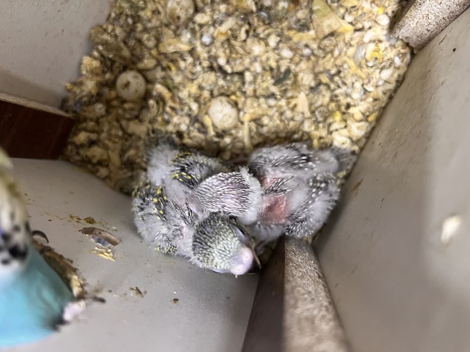 Птенцы попугая Чех