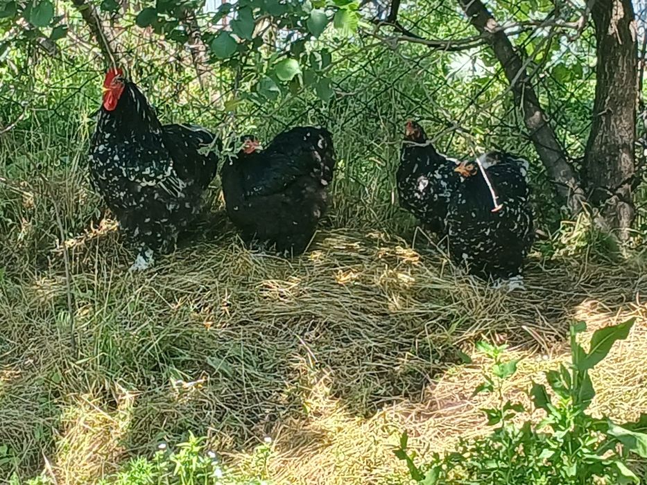 Продам цеплят и яйца