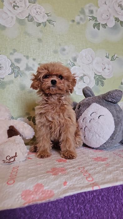 Очаровательные щенки мальтипу.