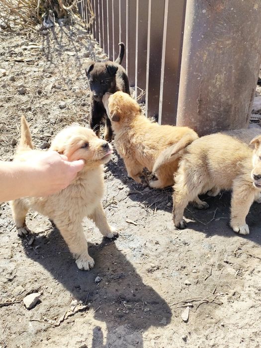 SOS. Срочно ищем хозяина.