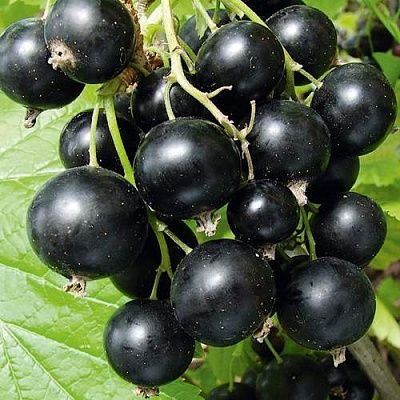 Продам черную смородину