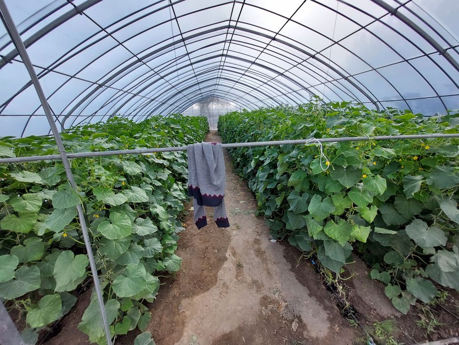 Продается теплица