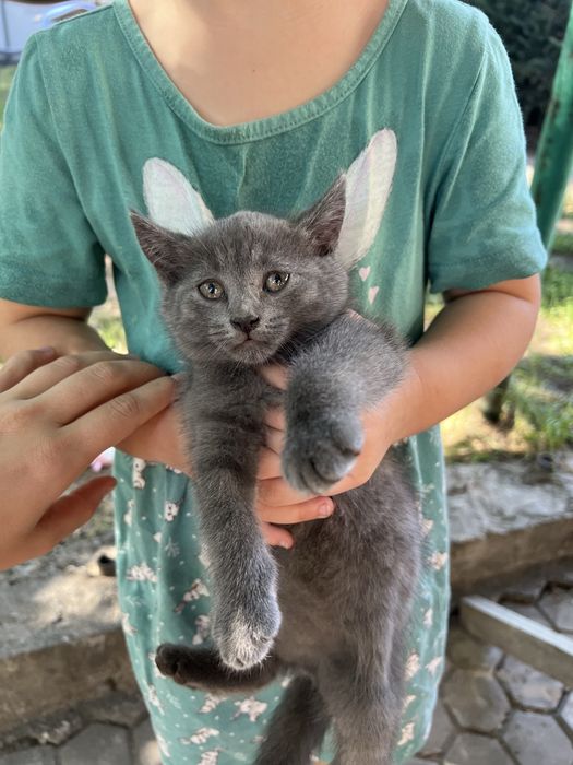 Отдам котенка в добрые руки
