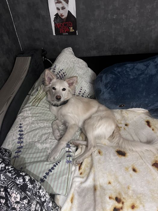 Отдам собаку девочку