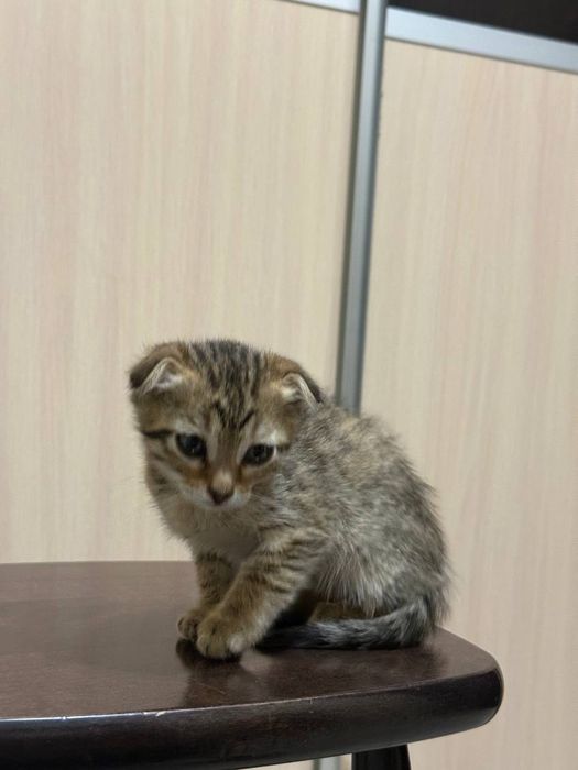 Отдам даром котенка