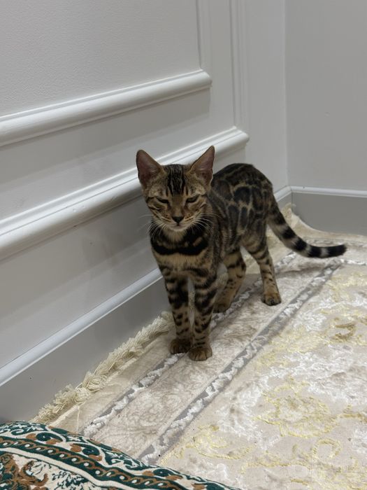 Bengal mushukcha