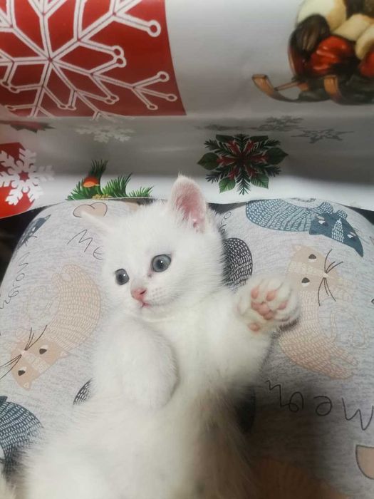 Продам котят Скотиш Страйт