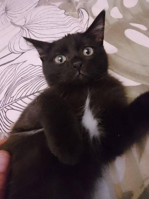 Котята милые, ласковые!