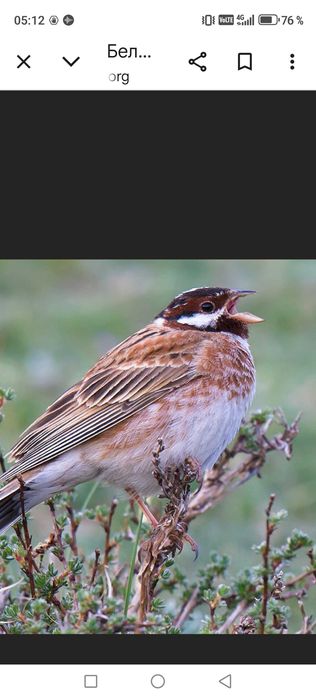 Продам птицу певчие